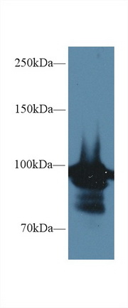 90kDa熱休克蛋白αA1(HSP90aA1)多克隆抗體