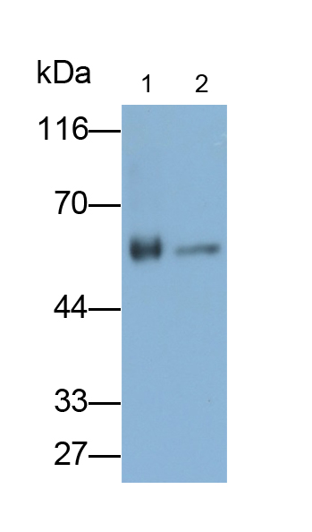 细胞色素P450家族成员11B1(CYP11B1)多克隆抗体