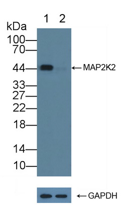 丝裂原激活蛋白激酶激酶2(MAP2K2)多克隆抗体