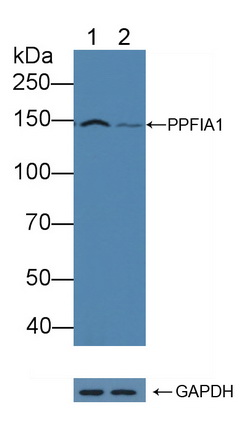 蛋白酪氨酸激酶F相互作用蛋白1(PPFIA1)多克隆抗体