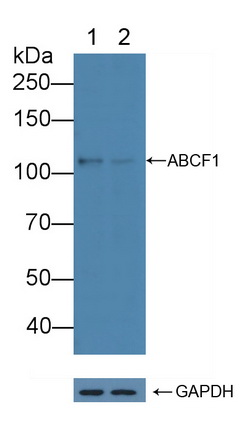 ATP结合盒转运蛋白F1(ABCF1)多克隆抗体