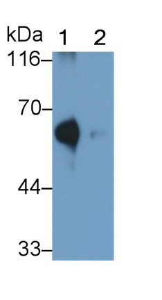 酰基辅酶A合成酶中链家族成员1(ACSM1)多克隆抗体