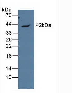载脂蛋白L1(APOL1)多克隆抗体