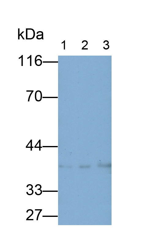 载脂蛋白L1(APOL1)多克隆抗体