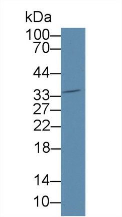 低密度脂蛋白受體相關蛋白11(LRP11)多克隆抗體