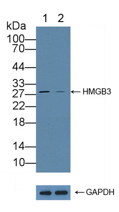 高迁移率族框蛋白3(HMGB3)多克隆抗体