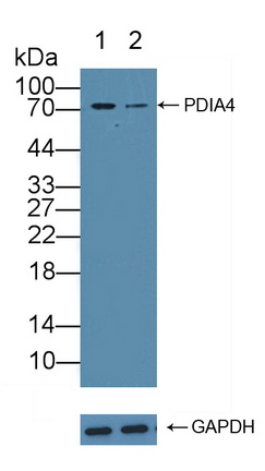 蛋白二硫化物异构酶A4(PDIA4)多克隆抗体