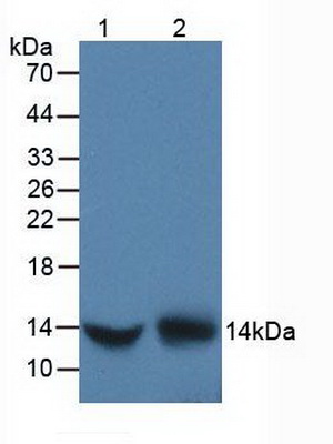 D-多巴色素变位酶(DDT)多克隆抗体