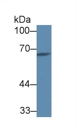 补体成分8α(C8a)多克隆抗体