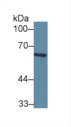 补体成分8α(C8a)多克隆抗体