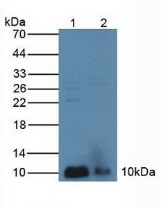ⅡA組磷脂酶A2(PLA2G2A)多克隆抗體