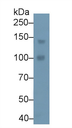磷酯酶Cβ4(PLCb4)多克隆抗體