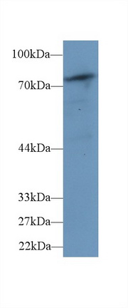 磷酯酶Cδ4(PLCd4)多克隆抗體
