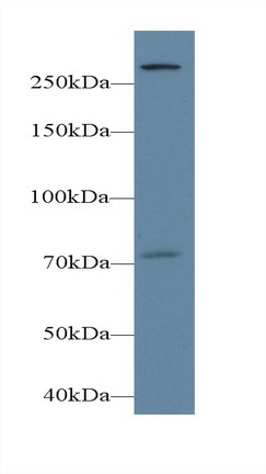 磷酯酶Cε1(PLCe1)多克隆抗體