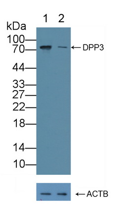 二肽基肽酶3(DPP3)多克隆抗体