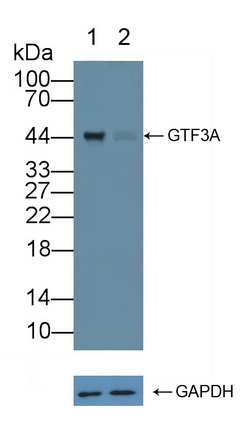 通用转录因子Ⅲ肽A(GTF3A)多克隆抗体