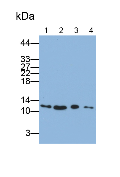 小核糖核蛋白多肽D3(SNRPD3)多克隆抗体