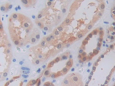 肿瘤坏死因子配体超家族成员9(TNFSF9)多克隆抗体