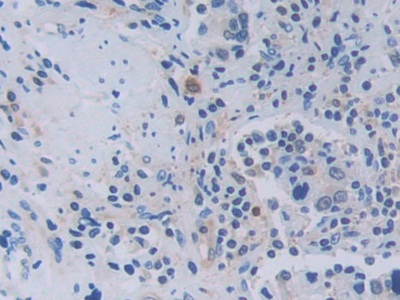 肿瘤坏死因子配体超家族成员9(TNFSF9)多克隆抗体