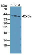 蛋白磷酸酶2A激活因子調(diào)節(jié)因子亞基4(PPP2R4)多克隆抗體