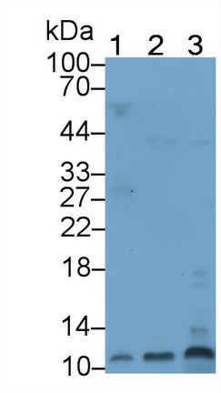 防御素α3(DEFa3)多克隆抗体