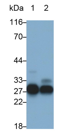 弹性蛋白酶3B(ELA3B)多克隆抗体