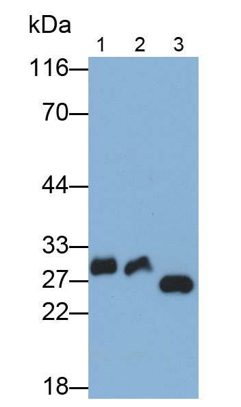 弹性蛋白酶3B(ELA3B)多克隆抗体