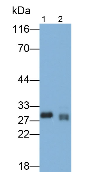 弹性蛋白酶3B(ELA3B)多克隆抗体