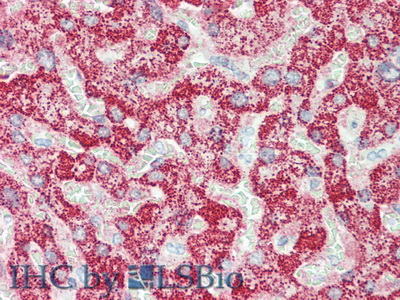 C-Ros癌基因1(ROS1)多克隆抗體