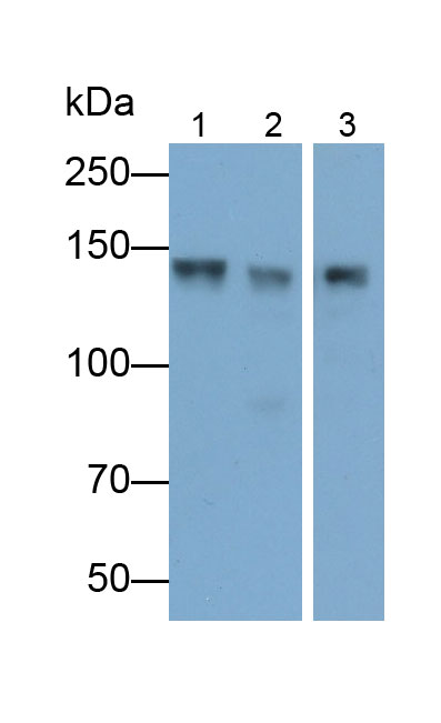突触Ras GTP酶激活蛋白1(SYNGAP1)多克隆抗体