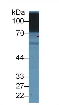 溶质载体家族3成员2(SLC3A2)多克隆抗体