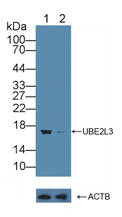 泛素结合酶E2C结合蛋白E2L3(UBE2L3)多克隆抗体