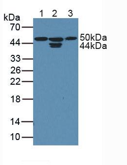 周期素依赖性激酶18(CDK18)多克隆抗体