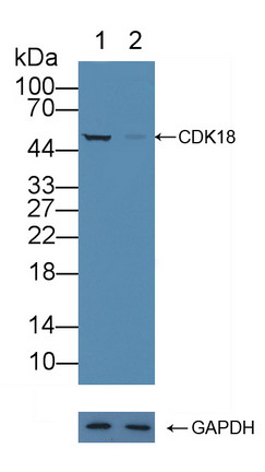 周期素依赖性激酶18(CDK18)多克隆抗体