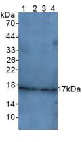 周期素依賴性激酶抑制因子1A(CDKN1A)多克隆抗體