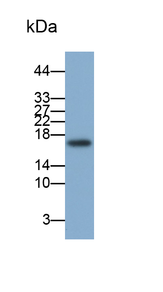 周期素依賴性激酶抑制因子1A(CDKN1A)多克隆抗體