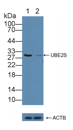 泛素结合酶E2C结合蛋白E2S(UBE2S)多克隆抗体