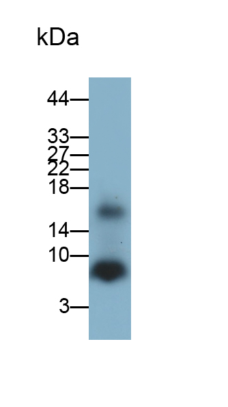 再生胰岛衍生蛋白3α(REG3a)多克隆抗体