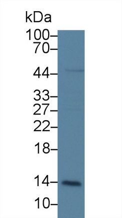 再生胰岛衍生蛋白3α(REG3a)多克隆抗体