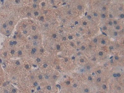 再生胰島衍生蛋白3γ(REG3g)多克隆抗體
