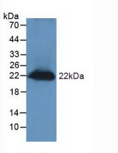 再生胰島衍生蛋白3γ(REG3g)多克隆抗體