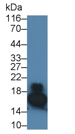 再生胰島衍生蛋白3γ(REG3g)多克隆抗體