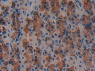 再生胰島衍生蛋白3γ(REG3g)多克隆抗體