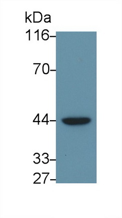 核因子κB抑制因子δ(IkBd)多克隆抗体
