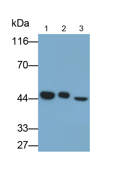 膜联蛋白A7(ANXA7)多克隆抗体