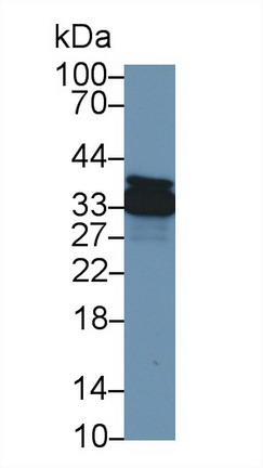 膜聯(lián)蛋白A4(ANXA4)多克隆抗體
