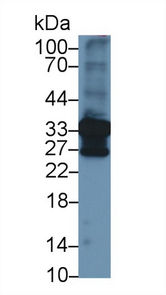 膜聯(lián)蛋白A4(ANXA4)多克隆抗體