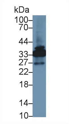 膜聯(lián)蛋白A4(ANXA4)多克隆抗體