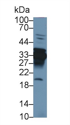 膜聯(lián)蛋白A4(ANXA4)多克隆抗體