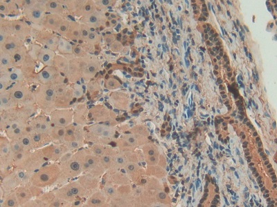 膜联蛋白A4(ANXA4)多克隆抗体